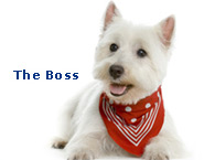 The Boss Pixel web design Kilkenny